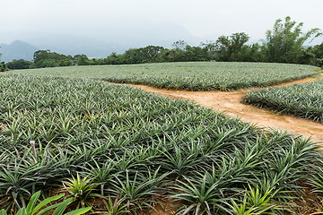 Image showing Pineapple field