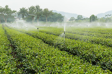 Image showing Tea plantation gaden