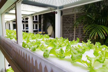 Image showing Lettuce cultivated in hydroponic system at indoor