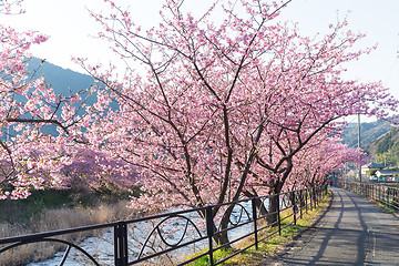 Image showing Sakura flower tree in kawazu city