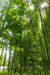 Image showing Bamboo forest