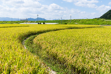 Image showing Pathway between the paddy rice meadow