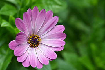 Image showing Beautiful purple fanfare flower in a meadow