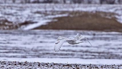 Image showing Snowy Owl in Flight 