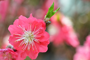 Image showing Japanese apricot blossom