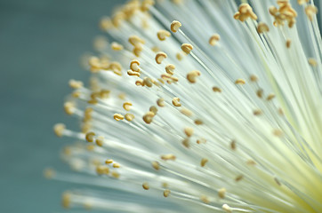 Image showing Detail flower of shaving bush tree