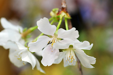 Image showing Beautiful Cherry blossom