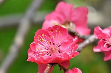 Image showing Japanese apricot blossom