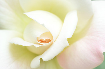 Image showing Beautiful white rose flower head