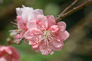 Image showing Japanese apricot blossom