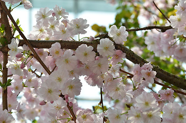 Image showing Beautiful Cherry blossom