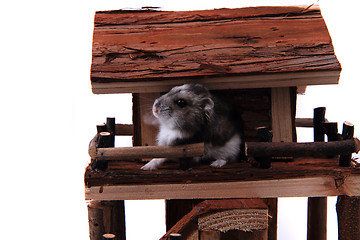 Image showing natural wooden house toy with dzungarian hamster