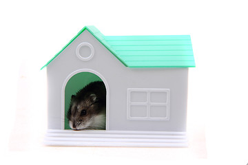 Image showing plastic house toy with dzungarian hamster