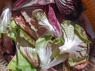 Image showing Red and green lettuce