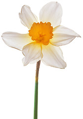 Image showing Narcissus Pseudonarcissus Cutout