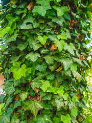 Image showing Ivy leaves