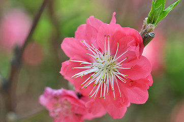 Image showing Japanese apricot blossom