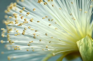 Image showing Detail flower of shaving bush tree 