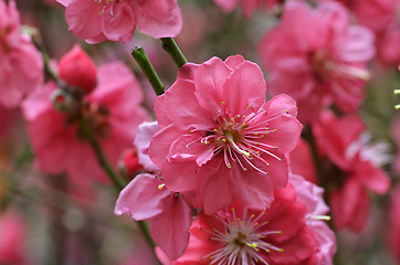 Image showing Japanese apricot blossom