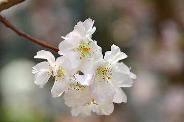 Image showing Beautiful Cherry blossom