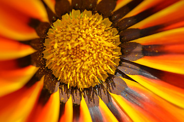 Image showing Beautiful flower in a meadow