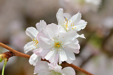 Image showing Beautiful Cherry blossom