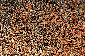 Image showing rattan natural texture