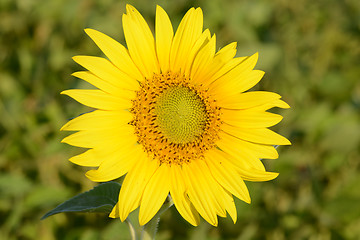 Image showing background picture of a sunflower field