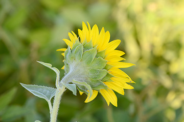 Image showing background picture of a sunflower field