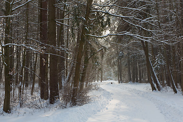 Image showing Bialowieza Palace Park in winter