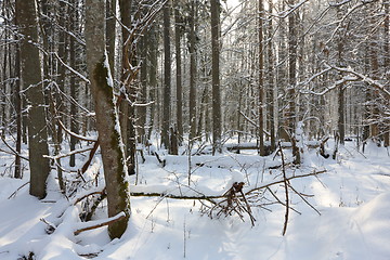 Image showing Trees snow wrapped blizzard after