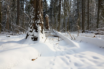 Image showing Trees snow wrapped blizzard after