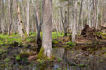 Image showing Fresh stand of Bialowieza Forest in spring