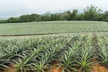 Image showing Pineapple farm