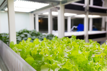 Image showing Lettuce plants on hydroponic culture