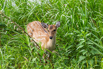 Image showing Young roe deer on the meadow