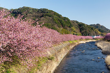 Image showing Sakura flower tree and river