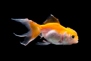 Image showing Gold fish