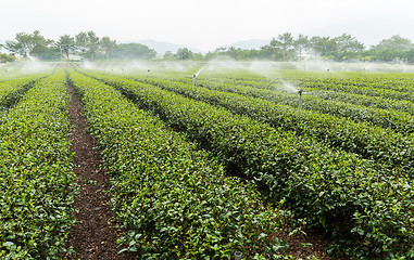 Image showing Tea plantation