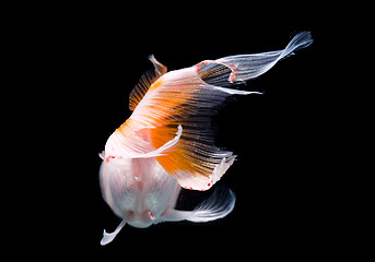 Image showing White goldfish with red head on a black background