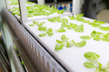 Image showing Simple Hydroponic System growing Lettuce