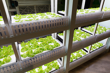 Image showing Organic hydroponic vegetable cultivation farm