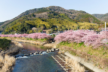 Image showing Sakura tree in kawazu city
