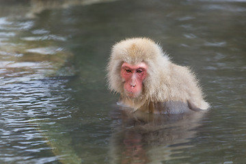 Image showing Monkey enjoy onsen in Japanese