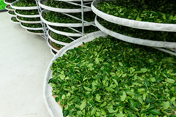 Image showing Fermentation racks of tea in factory