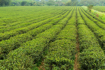 Image showing Green tea farm