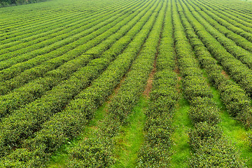 Image showing Fresh green tea plantation