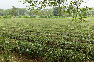 Image showing Tea plantation farm