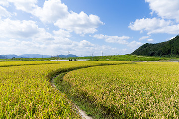 Image showing Footpath via Paddy rice meadow