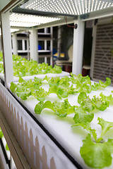 Image showing Small plants growing in Hydroponic culture